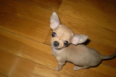 Types Of Chihuahua Wallpapers   Free Types Of Chihuahua Wallpapers ...