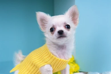 Free Wallpapers   Free Animal Wallpapers   Chihuahua Wallpapers ...