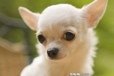 Chihuahua Puppy Wallpapers  Chihuahua Pictures 1024x768 NO.1 ...