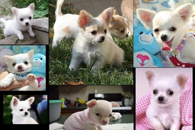 White Chihuahuas Wallpapers By Chucky15072009 On DeviantArt