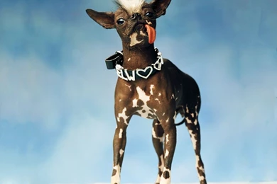 Cartoon Chihuahua Wallpapers   67033