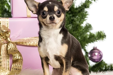 Chihuahua New Year Boxes Gifts Christmas Wallpapers
