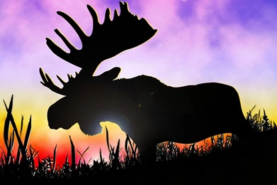 Moose Wallpapers And Backgrounds Animals Town