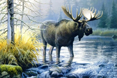 Wallpapers Moose Animals Image