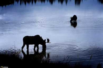 Moose, Snake River Photo, Animals Wallpapers – National Geographic ...