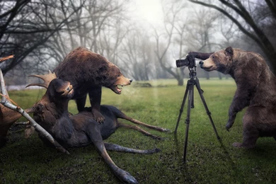 15 Trophy Moose Photographer Bear Wallpaper Backgrounds 1299 ...