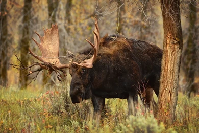 Moose Trunk Tree Horns Grass Animals Elk Deer Wallpapers ...