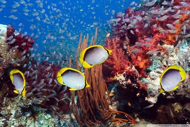 Coral Reef And Tropical Fish HD Desktop Wallpapers : High ...