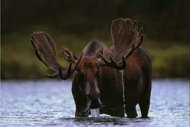 Moose Computer Wallpapers, Desktop Backgrounds