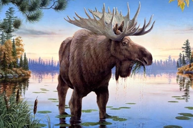 Moose Oil Painting iPad Wallpapers Download