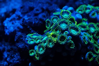 Coral Reef Desktop Wallpapers