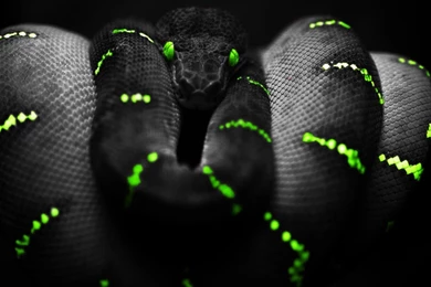 Black mamba snake images.jpg
