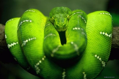 Desktop black mamba snake images.jpg