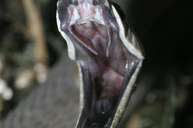 Black Mamba Computer Wallpapers, Desktop Backgrounds