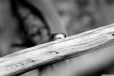 Black Mamba HD Desktop Wallpapers : High Definition : Fullscreen ...