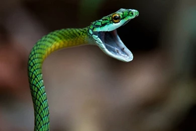 Black Mamba Snake Wallpapers , New Wallpapers, New Wallpapers