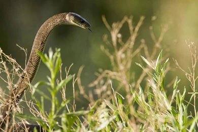 Black Mamba Snake Wallpapers   , New Wallpapers, New Wallpapers