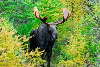 Moose Hunting By Voyager01 On DeviantArt