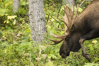 Moose Horns Animals Wallpapers