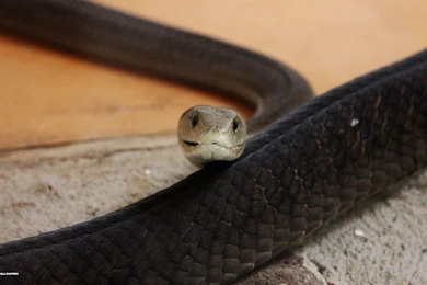 Mamba Wallpapers 1/19