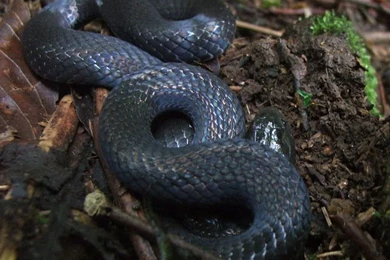 Black Mamba Wallpapers   HD Wallpapers And Pictures