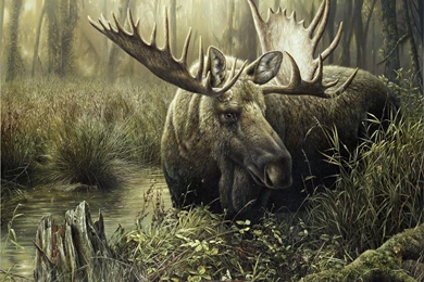 Wallpapers Moose Animals Image