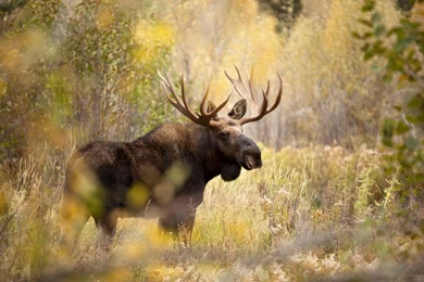 Moose On The Loose By Louieschwartzberg On DeviantArt