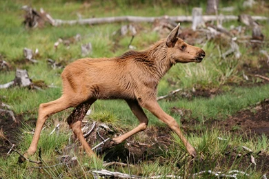 Moose Computer Wallpapers, Desktop Backgrounds