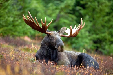 Animals, Moose Wallpapers HD