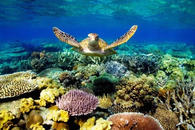 Coral Reef Wallpapers