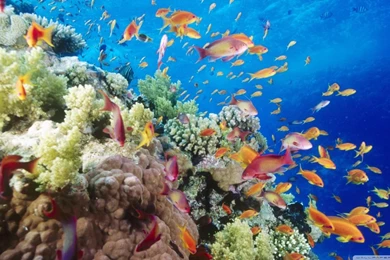 Coral Reef Southern Red Sea Near Safaga Egypt HD Desktop Wallpapers ...