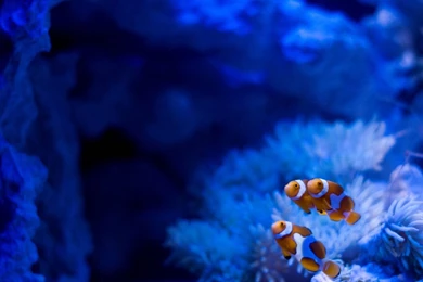 Fish Reef 3478×2327 Wallpapers 899791