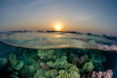 Sunset Reef   (
