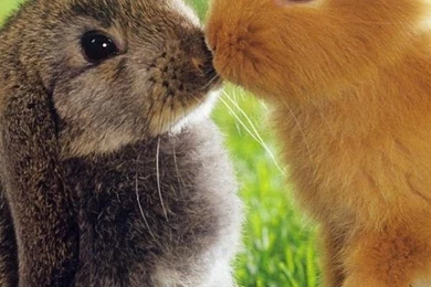 Funny Animal Live Wallpapers Download   Funny Animal Live Wallpapers ...