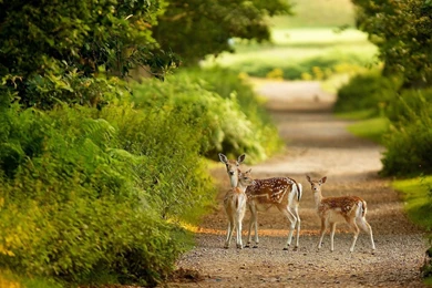 Beautiful Frog Backgrounds Hd For Free: Beautiful Deer Animals ...