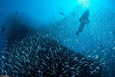 Shipwreck Picture – Great Barrier Reef Wallpapers   National ...