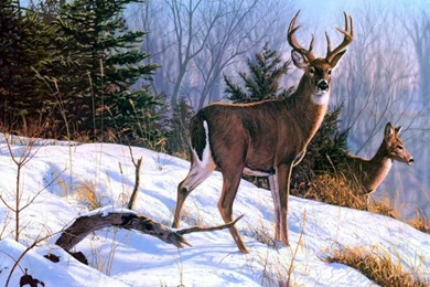 Beautiful Frog Backgrounds Hd For Free: Beautiful Deer Animals ...