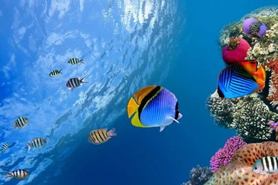 Coral Reef Tropical Underwater Life Wallpapers
