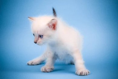 Free Cute Little Animals & Birds Desktop Wallpapers In HD ...