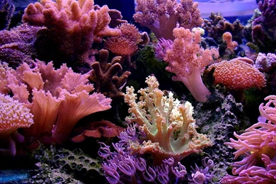 LINKS REEF AQUARIUM PICTURES OF THE WEEK