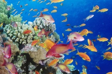 Coral Reef Southern Red Sea Near Safaga Egypt HD Desktop Wallpapers ...