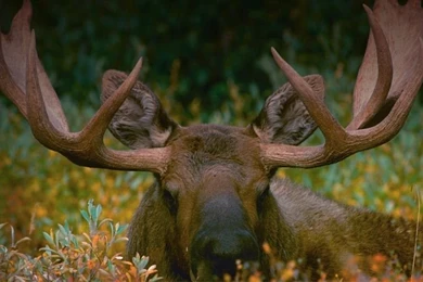 Bing Wallpapers Archive