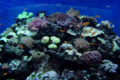 Reef Wallpapers By DJVue On DeviantArt