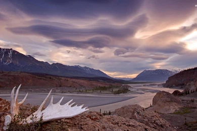 Moose Antler At The River Wallpapers
