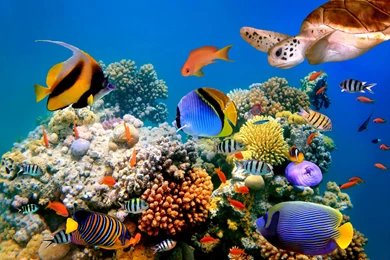 Underwater World Fish Turtles Corals Tropical Sea Ocean Coral Reef ...