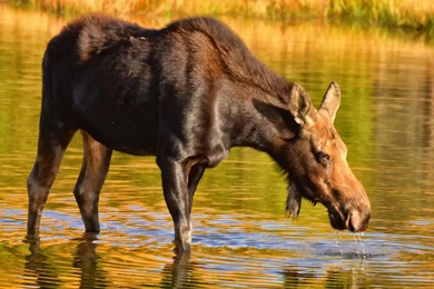 Download Wallpapers 3840x2160 Moose, Nature, Backgrounds 4K Ultra HD ...