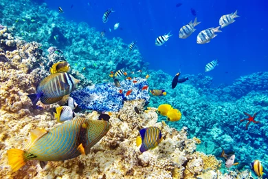 Underwater World Ocean Fish Coral Reef Wallpapers