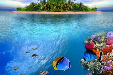 TROPICAL REEF WALLPAPER   (