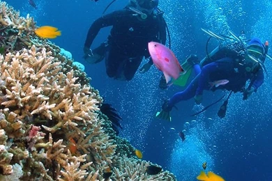 Pictures > Coral Reef Wallpapers Iphone