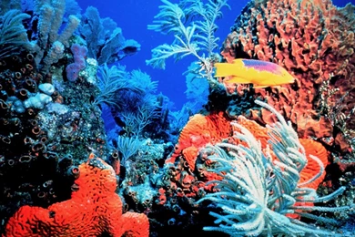 Coral Reef Florida Keys Ocean Life 11280x960 Deluxe Wallpapers ...